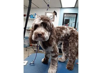 Car Dealerships Springfield Ma >> 3 Best Pet Grooming in Springfield, MA - ThreeBestRated Car Dealerships Springfield Ma >> 3 Best Pet Grooming in Springfield, MA - ThreeBestRated