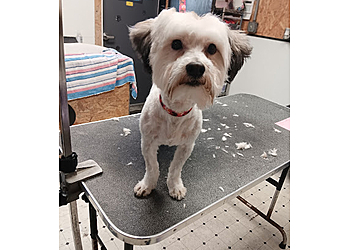 Springfield Pet Grooming Dees Professional Grooming