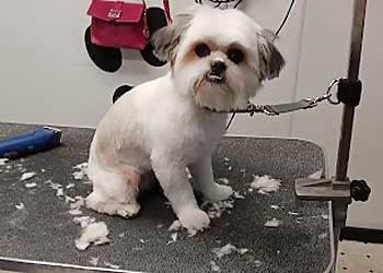 Springfield Pet Grooming Dees Professional Grooming