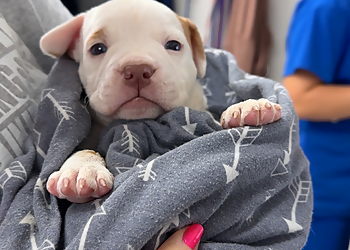 Peoria Veterinary Clinics Demanes Animal Hospital