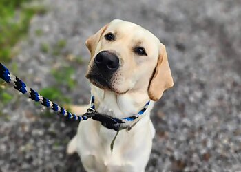 Baltimore Dog Training Denise Willis Dog Training