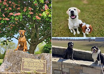 Baltimore Dog Training Denise Willis Dog Training