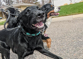 Denver Dog Walkers Denver Dog LLC