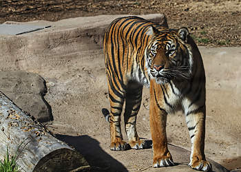 Denver Places To See Denver Zoo