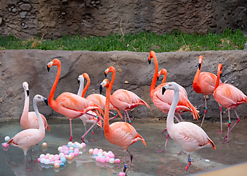 Denver Places To See Denver Zoo