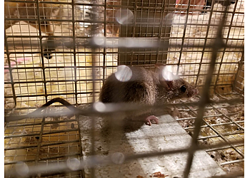 Las Vegas Animal Removal Desert Squad Pest & Wildlife