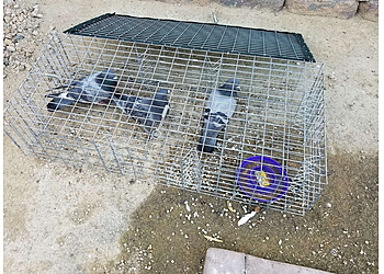 Las Vegas Animal Removal Desert Squad Pest & Wildlife