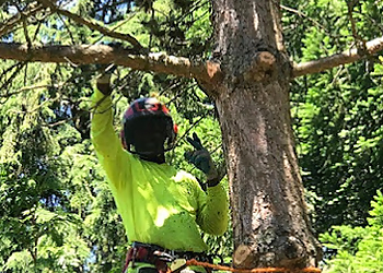 Bellevue Tree Services Devoted Tree Solutions