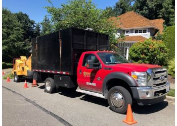 Devoted Tree Solutions Bellevue Tree Services