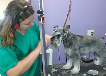 Boston Pet Grooming Dewberry Dogs & Cats