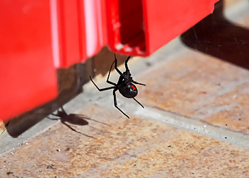 Dewey Pest Control - Bakersfield, CA Pest Control Companies - Project Image