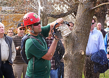 Irvine Tree Services Diamond Arborist Service