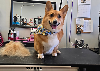 Oklahoma City Pet Grooming Diamond Dog Pet Salon & Spa
