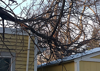 Fort Collins Tree Services Diamond Tree Company