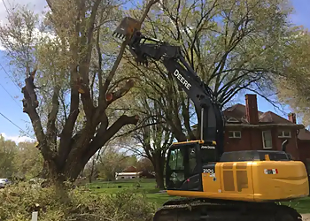 Salt Lake City Tree Services Diamond Tree Experts