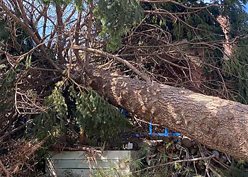 Salt Lake City Tree Services Diamond Tree Experts