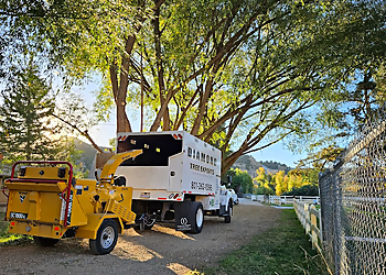 Diamond Tree Experts Salt Lake City Tree Services image 1