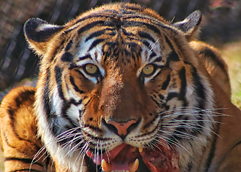 Springfield Places To See Dickerson Park Zoo