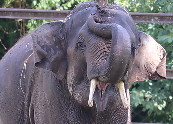 Springfield Places To See Dickerson Park Zoo