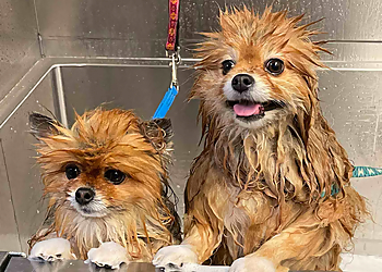 Roseville Pet Grooming Dig It Dog Grooming