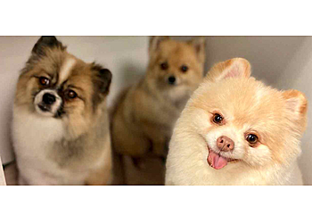 Roseville Pet Grooming Dig It Dog Grooming