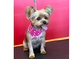 Chandler Pet Grooming Dippity Do Dog