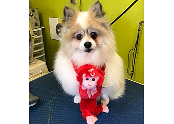 Dippity Dog  Oceanside Pet Grooming image 1