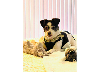 3 Best Pet Grooming in Oceanside, CA - Expert Recommendations