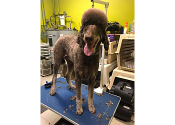 3 Best Pet Grooming in Oceanside, CA - Expert Recommendations
