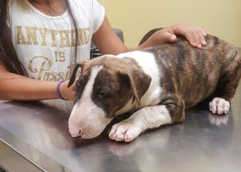 Riverside Veterinary Clinics Dirk Butchko Pro Vet