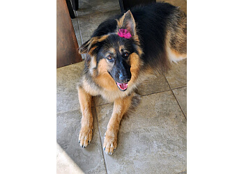 3 Best Pet Grooming in Sioux Falls, SD - Expert Recommendations