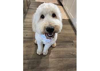 3 Best Pet Grooming in Sioux Falls, SD - Expert Recommendations