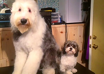 Huntington Beach Pet Grooming Dirty Dog Wash