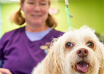 Raleigh Pet Grooming Dirty Dogs Spa