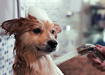 Boise City Pet Grooming Dirty Paws