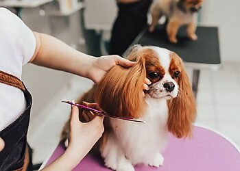 Boise City Pet Grooming Dirty Paws