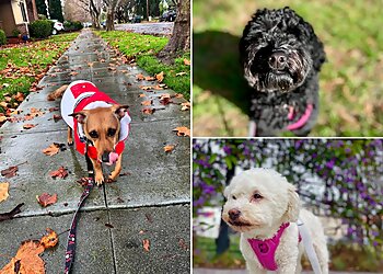 San Jose Dog Walkers Dirty Paws Pet Sitting and Dog Walking LLC