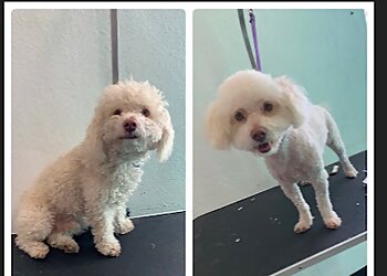 Anaheim Pet Grooming Discount Pets