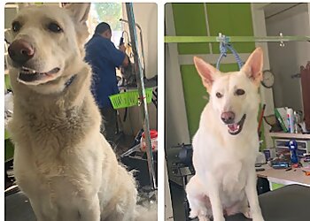 Anaheim Pet Grooming Discount Pets