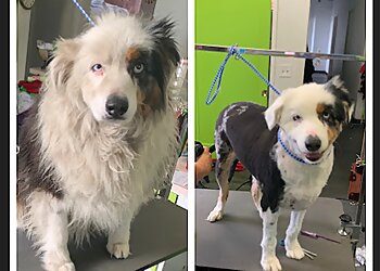 Discount Pets Anaheim Pet Grooming image 1
