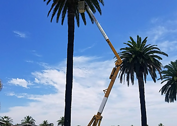 Long Beach Tree Services Discount Tree Care Arborist, Inc