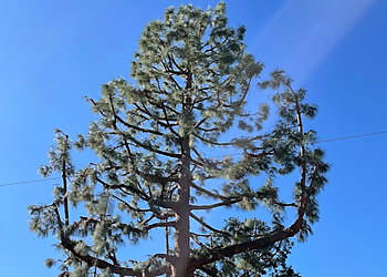 Long Beach Tree Services Discount Tree Care Arborist, Inc