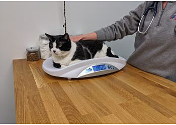 Washington Veterinary Clinics District Veterinary Hospital