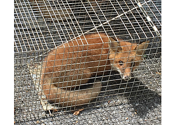 Washington Animal Removal District Wildlife Solutions Humane Wildlife Removal