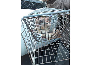 Washington Animal Removal District Wildlife Solutions Humane Wildlife Removal