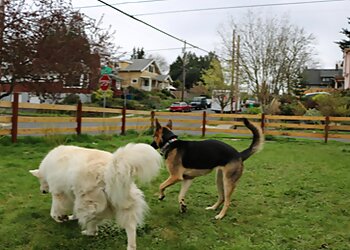 Portland Dog Training Dog Basics PDX