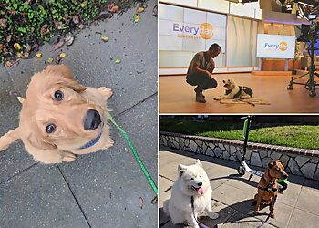 Portland Dog Training Dog Basics PDX