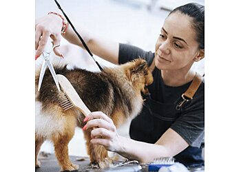 Dallas Pet Grooming Dog City