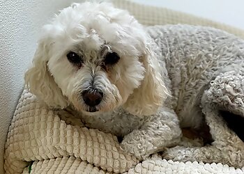 Dallas Pet Grooming Dog City