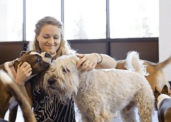 Dog City Dallas Pet Grooming image 1